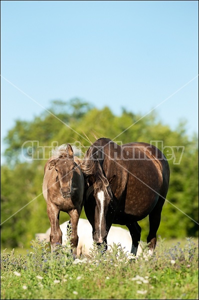 Rocky Mountain Horse