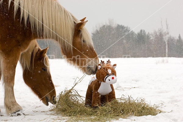 Belgian Draft horse sniffing stuffed pony