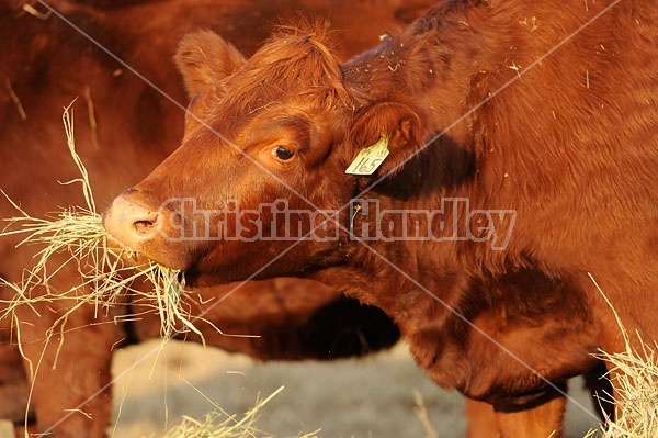 Beef Cow Eating Hay