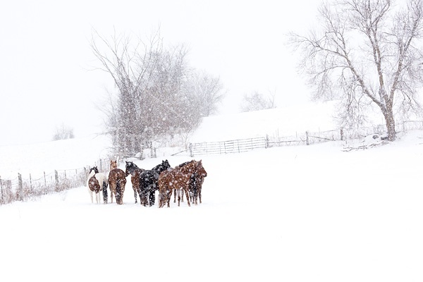 A herd of horses standing in a field during a snow storm