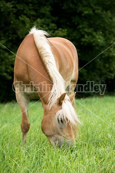 Haflinger horse grazing on summer pasture