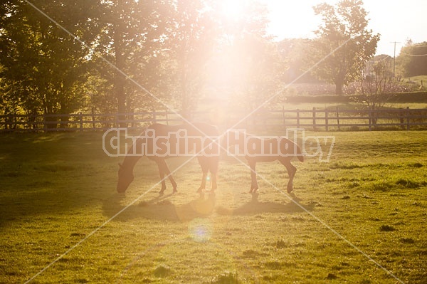 Quarter horse mare and foal