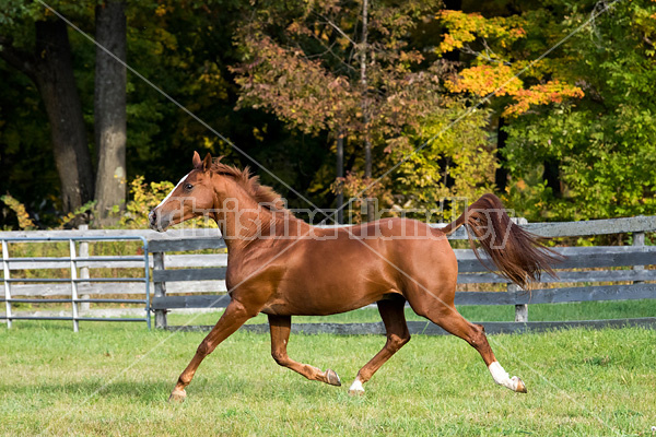 Thoroughbred horse galloping in fenced paddock in the autumn colors