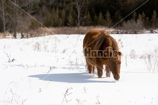 Chestnut pony standing ion deep snow