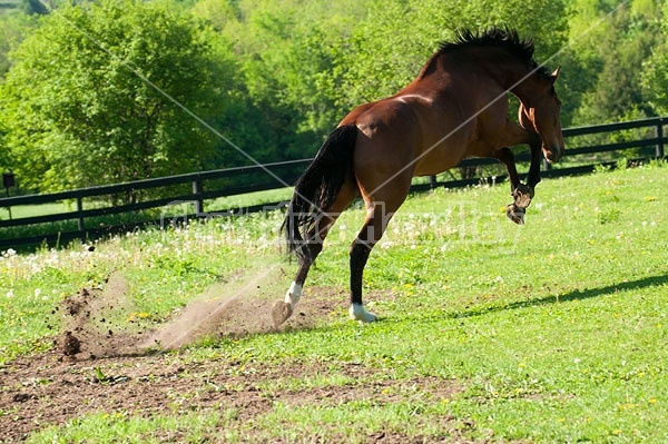 Dutch Warmblood and Thoroughbred cross gelding