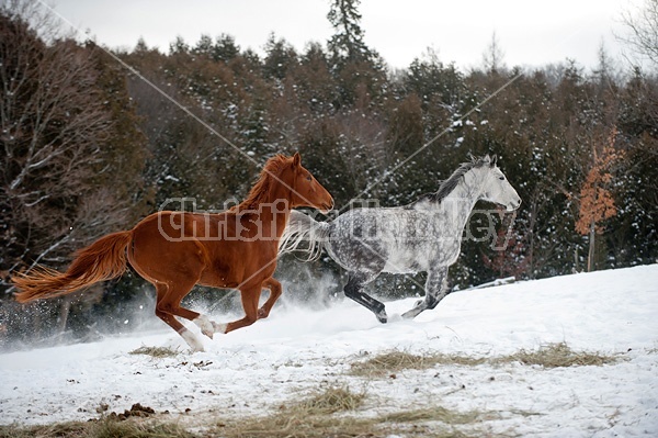 Dapple gray horse and bay horse galloping in deep snow