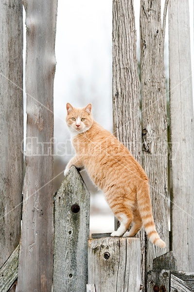 Orange barn cat standing on fence post