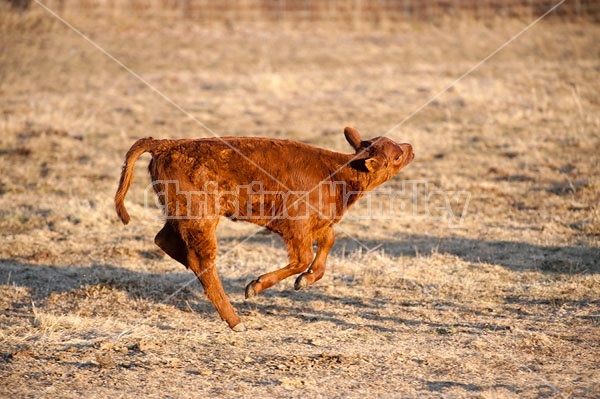 Beef Calf