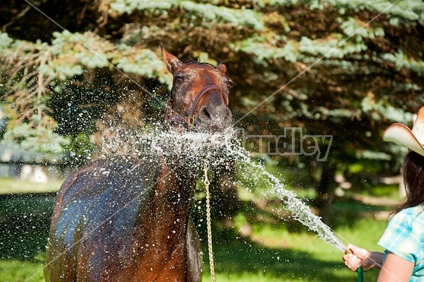 Standardbred mare gettng hosed down 