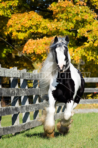 Gypsy Vanner horse