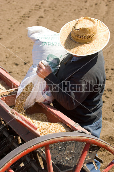 Farmer filling seed drill with oats.