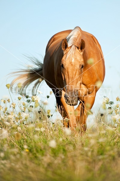 Palomino Quarter Horse