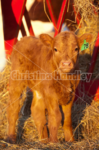 Young baby beef calf standing beside hay feeder