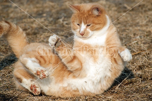 Orange cat playing outside