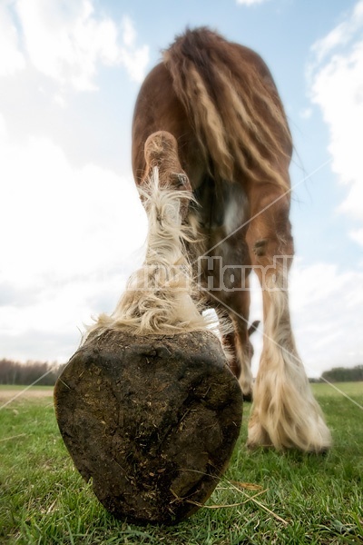 Closeup photo of a horses leg and hoof