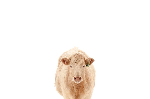 Charolais Heifer 