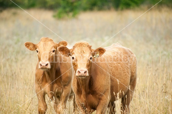 Pair of Beef Calves