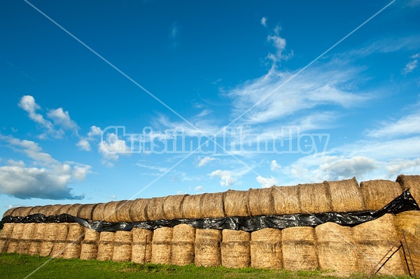 Round bales of hay stored for the winter in long rows