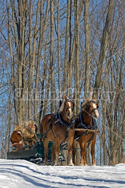 Horse drawn sleigh ride