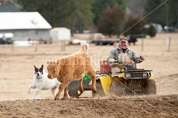 Farmer riding ATV with farm dog and beef calf