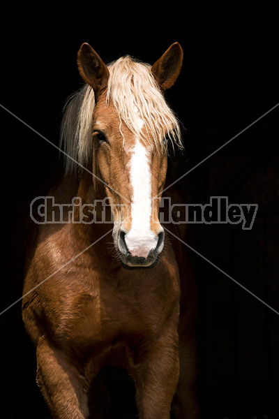 Portrait of a Belgian draft horse