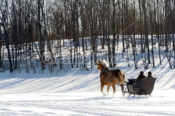 Single Horse Sleigh Ride