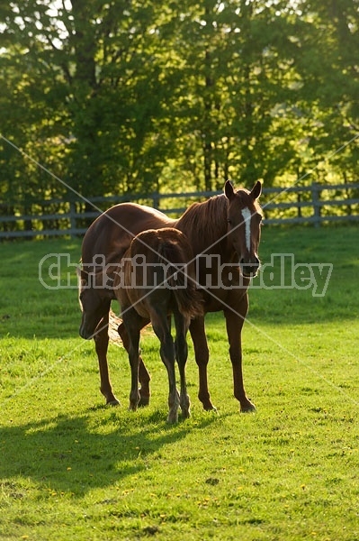 quarter horse mare and foal