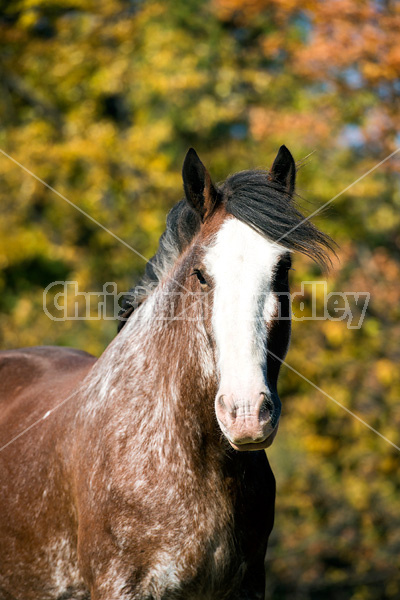 Portrait of a Clydesdale Draft horse