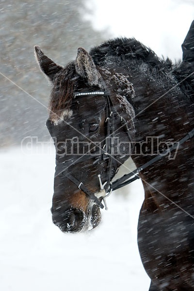 Portrait of a horse in a snowstorm