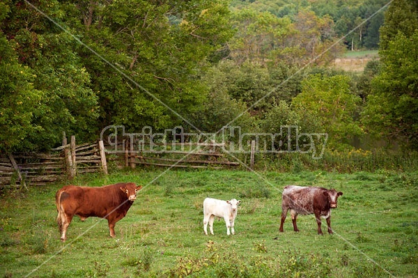 Bull, cow and calf