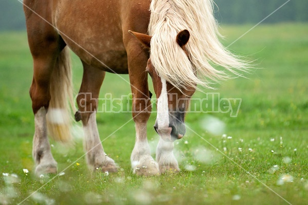 Belgian draft horse standing in field