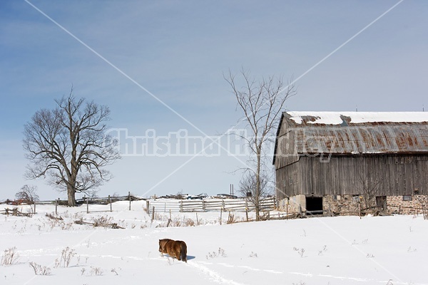 Chestnut pony walking through deep snow