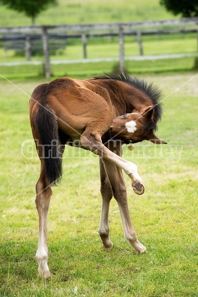 Thoroughbred foal