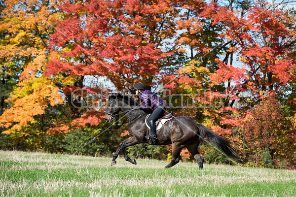 Woman horseback riding in field in the autumn of the year with colored leaves in the background