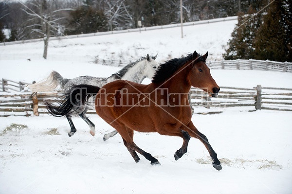 Photo of two horses running through deep snow