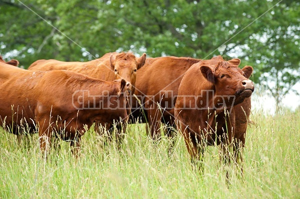 Herd of Beef Cattle