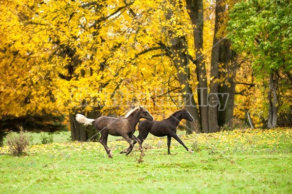 Rocky Mountain Horse foals