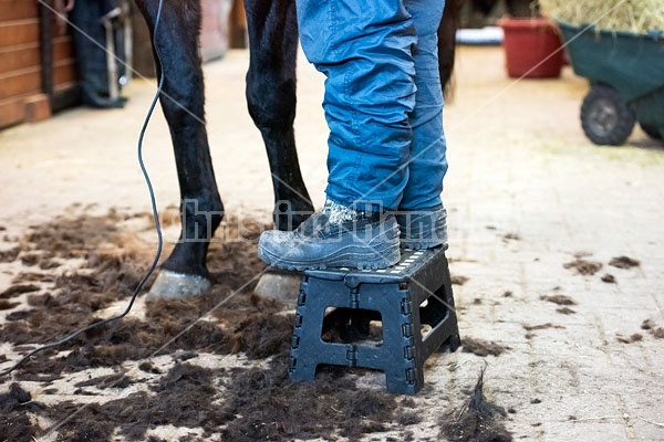 Woman clipping horse