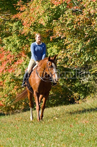 Young woman riding a chestnut horse. 