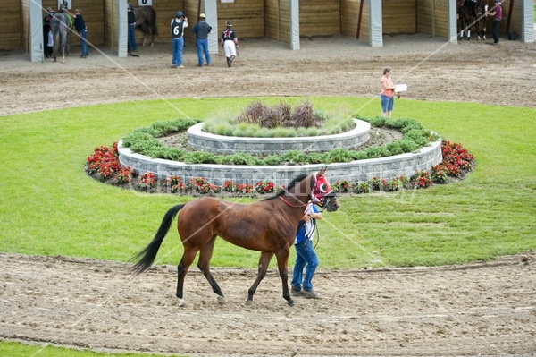 Quarter Horse Racing at Ajax Downs