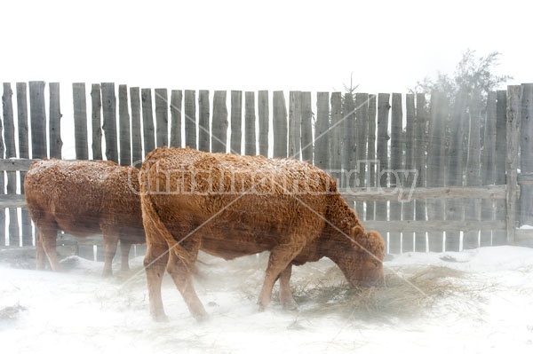 Beef Cattle Standing in Snowstorm