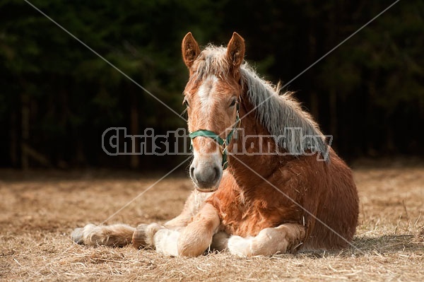 Young Belgian Horse Lying Down