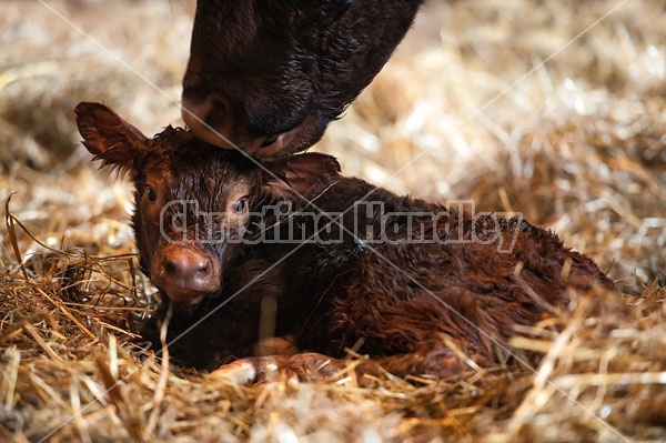 Beef Cow With Newborn Calf