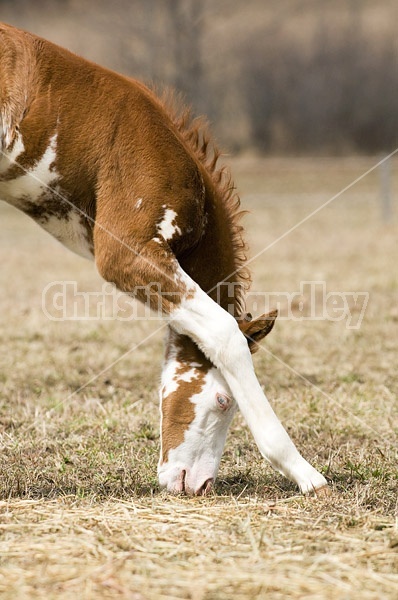 Young Paint foal