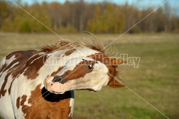 Paint stallion feeling frisky and playful