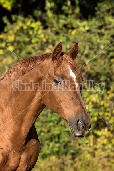 Portrait of a Thoroughbred horse