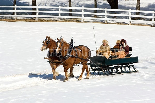 Horse drawn sleigh ride