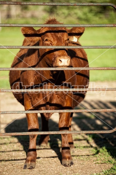 Beef cow standing at gate