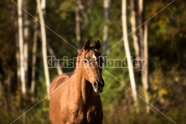 Portrait of a Thoroughbred horse