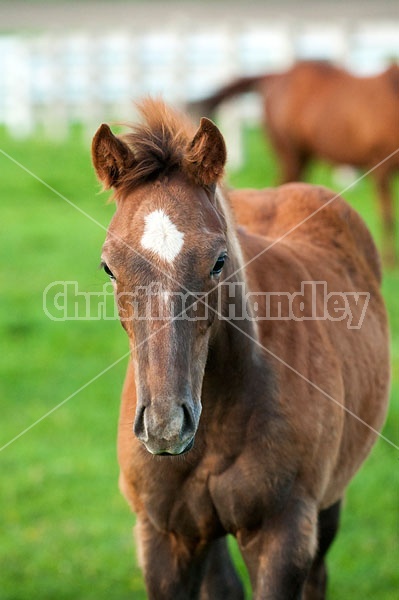 Quarter horse foal